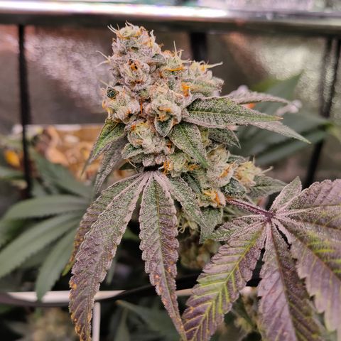 1 Gary growlog timeline photo