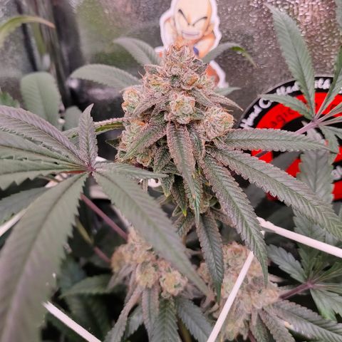 1 Gary growlog timeline photo