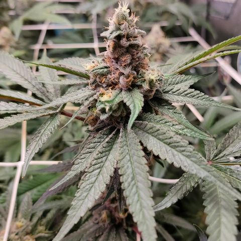1 Gary growlog timeline photo
