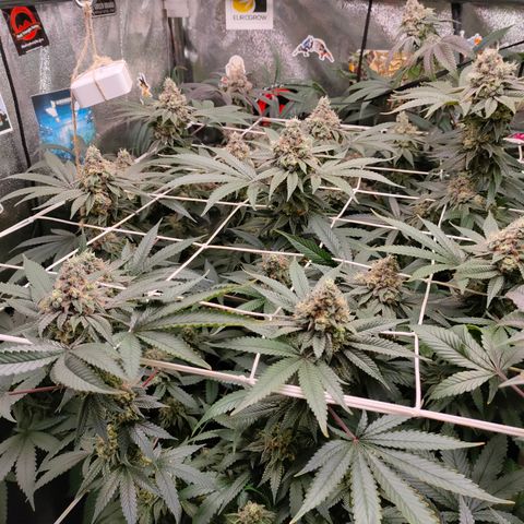 1 Gary growlog timeline photo