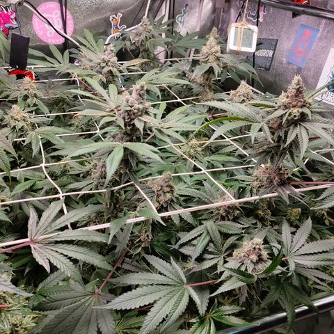 1 Gary growlog timeline photo
