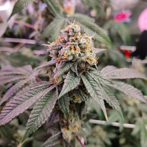 1 Gary growlog timeline photo