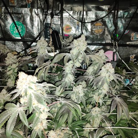 1 Gary growlog timeline photo