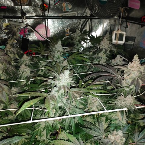 1 Gary growlog timeline photo