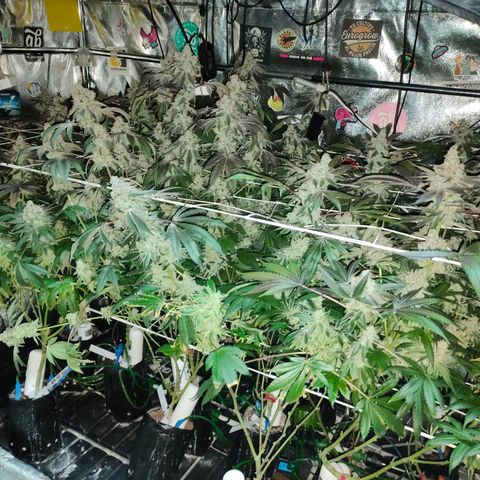 1 Gary growlog timeline photo