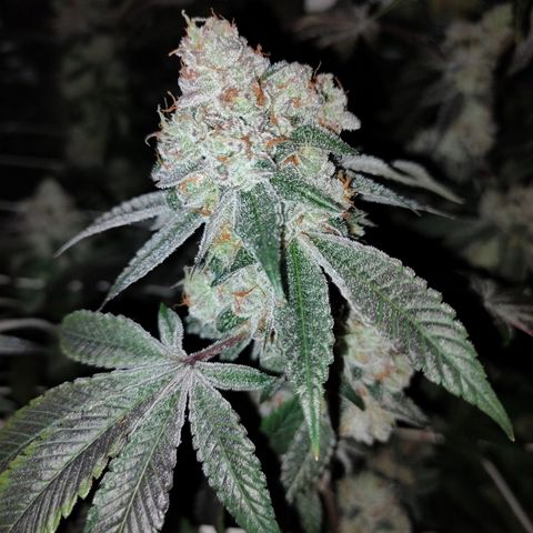 1 Gary growlog timeline photo