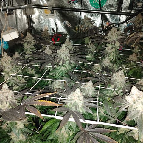 1 Gary growlog timeline photo