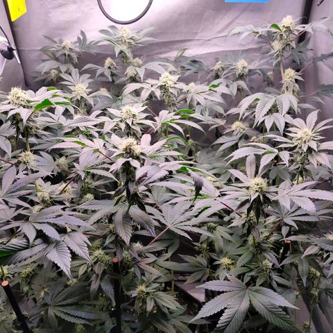 Tropicana Cherry  #1 growlog timeline photo