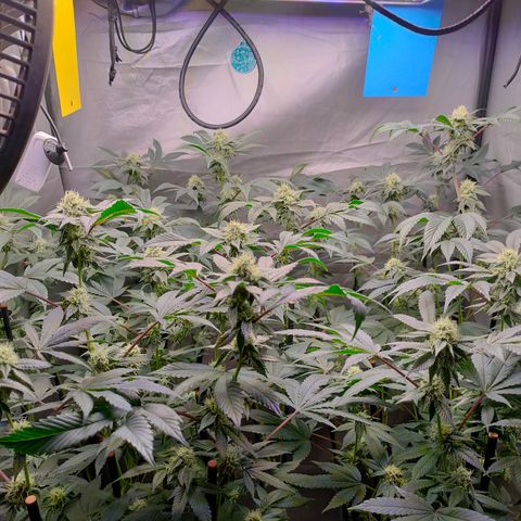Tropicana Cherry  #1 growlog timeline photo