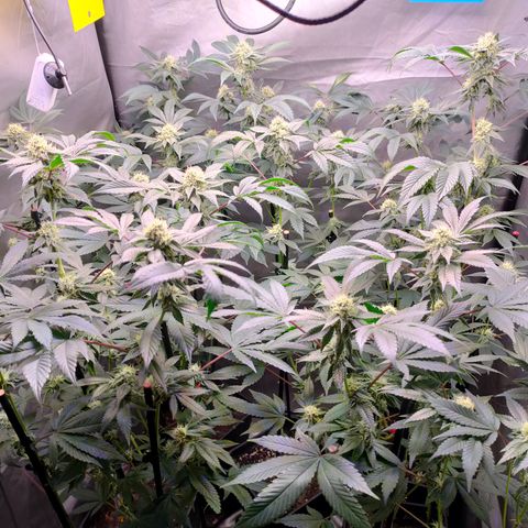 Tropicana Cherry  #1 growlog timeline photo