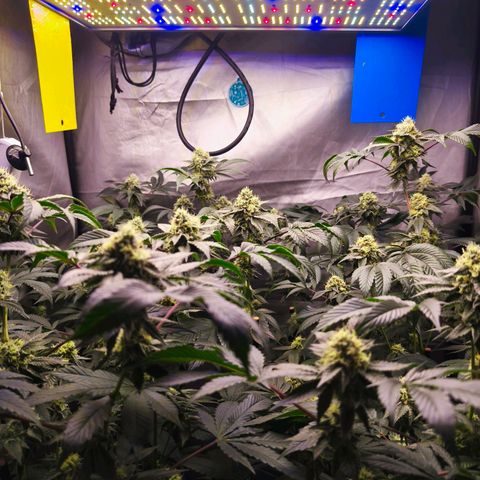 Tropicana Cherry  #1 growlog timeline photo