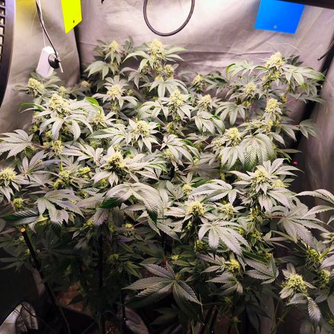 Tropicana Cherry  #1 growlog timeline photo
