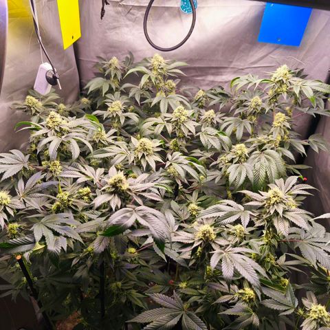 Tropicana Cherry  #1 growlog timeline photo