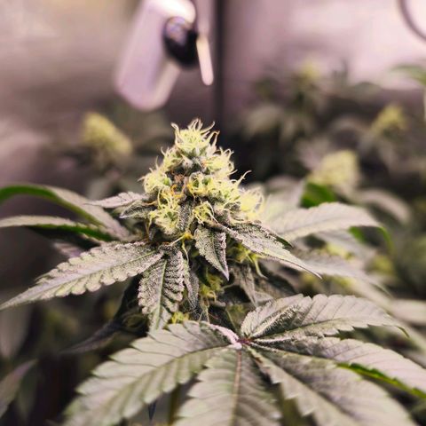 Tropicana Cherry  #1 growlog timeline photo