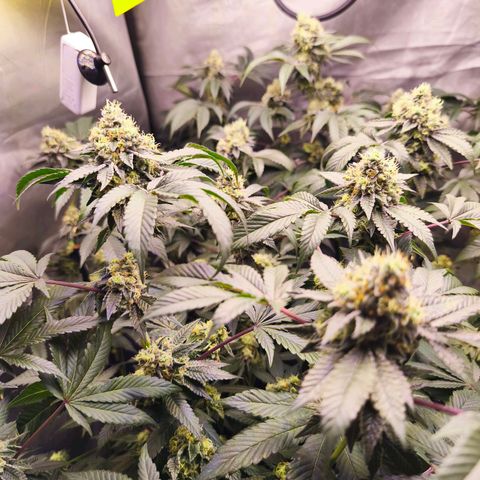 Tropicana Cherry  #1 growlog timeline photo