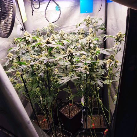 Tropicana Cherry  #1 growlog timeline photo