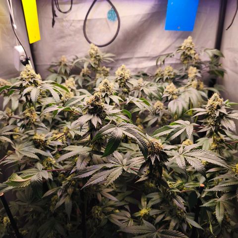 Tropicana Cherry  #1 growlog timeline photo