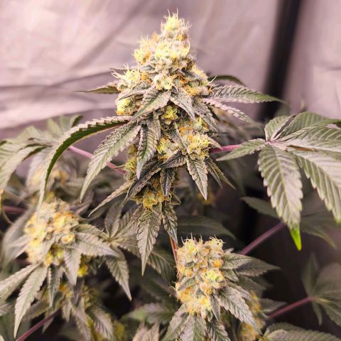 Tropicana Cherry  #1 growlog timeline photo