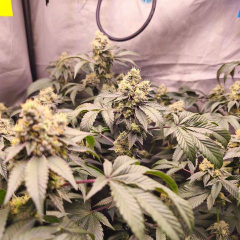 Tropicana Cherry  #1 growlog timeline photo