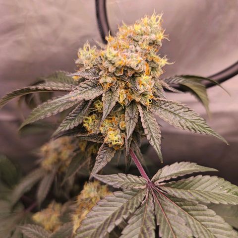 Tropicana Cherry  #1 growlog timeline photo