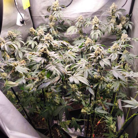 Tropicana Cherry  #1 growlog timeline photo