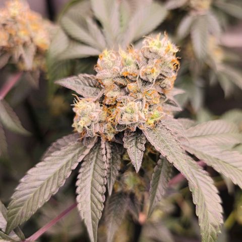 Tropicana Cherry  #1 growlog timeline photo