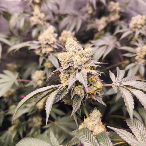 Tropicana Cherry  #1 growlog timeline photo