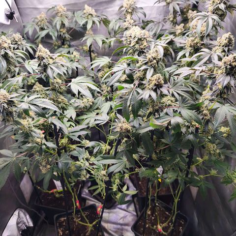 Tropicana Cherry  #1 growlog timeline photo