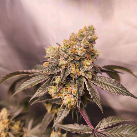 Tropicana Cherry  #1 growlog timeline photo