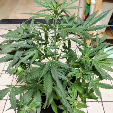 Zkittlez OG Auto growlog photo: Ze blijven gewoon maar doorgaan met groeien...☑️😉