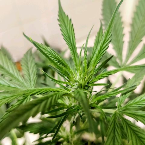 Zkittlez OG Auto growlog photo: Ze blijven gewoon maar doorgaan met groeien...☑️😉