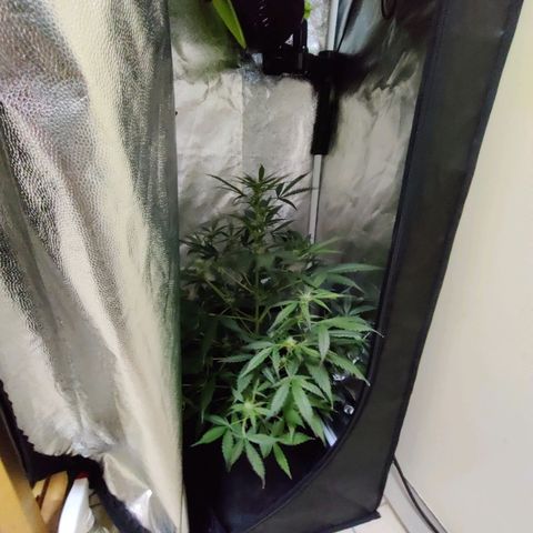Zkittlez OG Auto growlog photo: Growspurt noticed! Added centimeters since last post