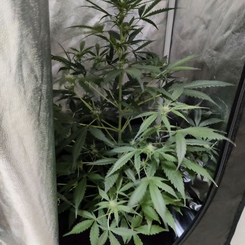 Zkittlez OG Auto growlog photo: Growspurt noticed! Added centimeters since last post