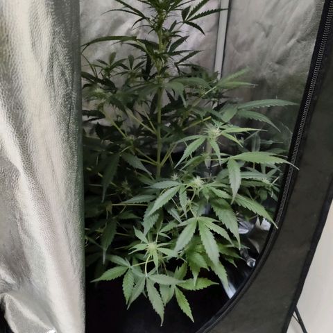 Zkittlez OG Auto growlog photo: Growspurt noticed! Added centimeters since last post
