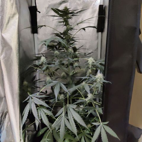 Zkittlez OG Auto growlog photo: Getting closer..
😎