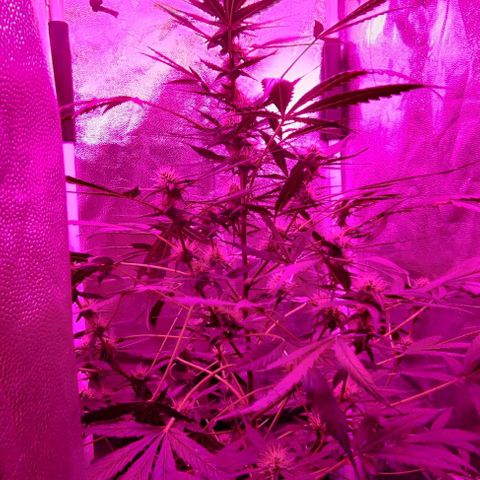 Zkittlez OG Auto growlog photo: Getting closer..
😎