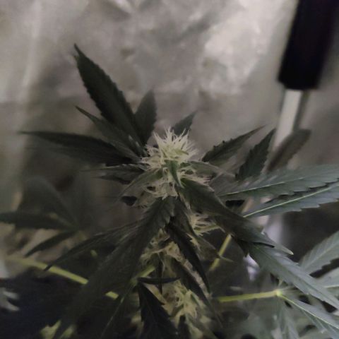 Zkittlez OG Auto growlog photo: Getting closer..
😎