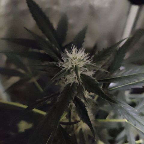 Zkittlez OG Auto growlog photo: Getting closer..
😎