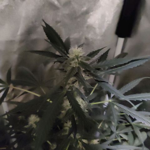 Zkittlez OG Auto growlog photo: Getting closer..
😎