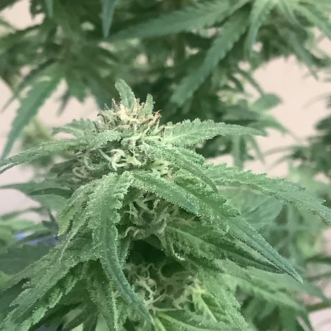 Sehr wahrscheinlich Sativa growlog photo: Abgefaulte Knospen 