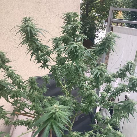 Sehr wahrscheinlich Sativa growlog photo: Abgefaulte Knospen 