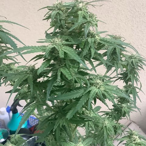 Sehr wahrscheinlich Sativa growlog photo: Abgefaulte Knospen 