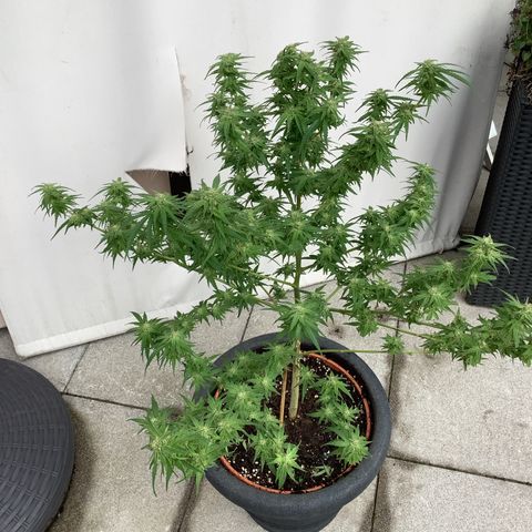 Sehr wahrscheinlich Sativa growlog photo: Problem mit Blütenfäule, seit 6.10.24 eine Luftfeuchte von 88 % war