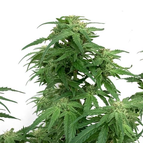 Sehr wahrscheinlich Sativa growlog photo: Problem mit Blütenfäule, seit 6.10.24 eine Luftfeuchte von 88 % war