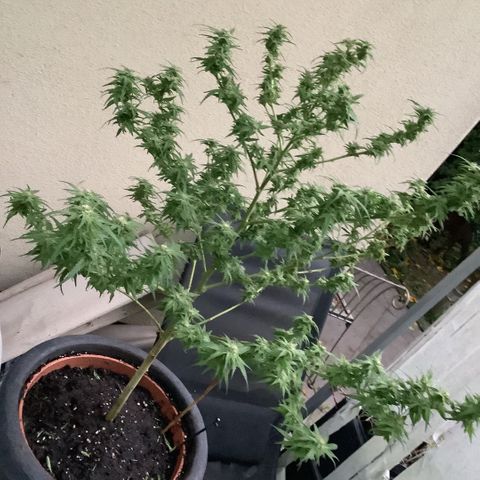 Sehr wahrscheinlich Sativa growlog timeline photo