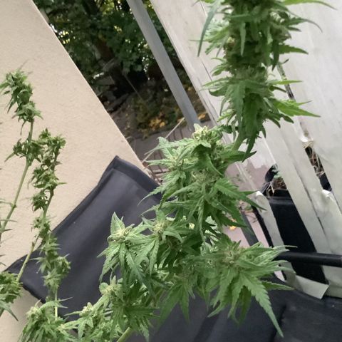 Sehr wahrscheinlich Sativa growlog timeline photo