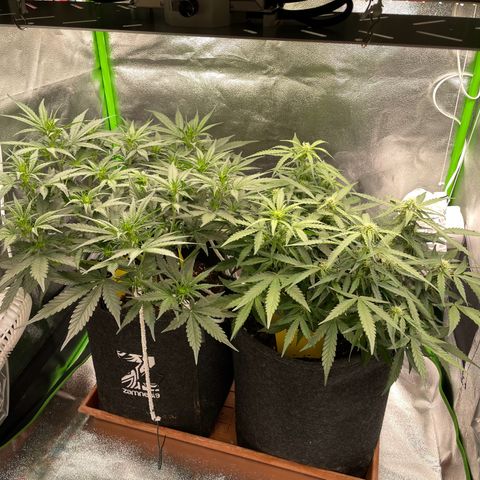 Mimosa Auto 1.Grow growlog timeline photo