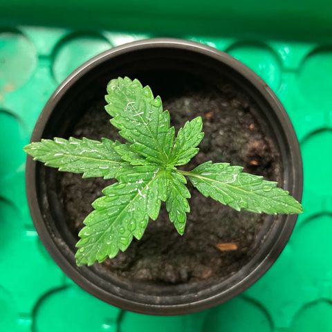 Mimosa Auto 1.Grow growlog timeline photo
