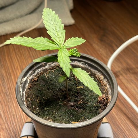 Mimosa Auto 1.Grow growlog timeline photo