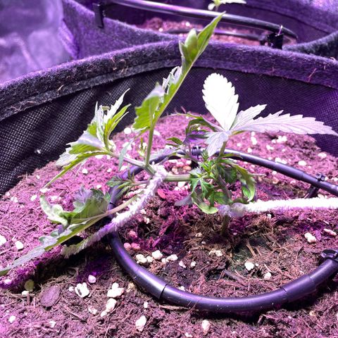 Mimosa Auto 1.Grow growlog photo: Start LST
